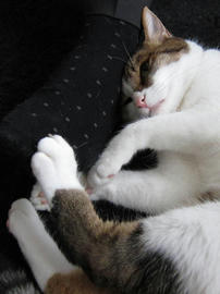 IMG02761.jpg
