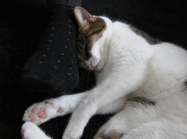 IMG02762.jpg