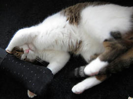 IMG02763.jpg
