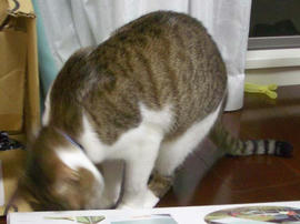 IMGP11685.jpg