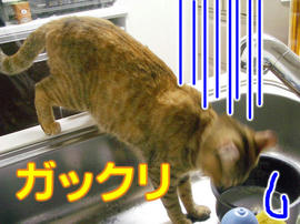 IMGP11709.jpg