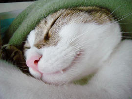 IMGP11733.jpg