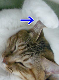 IMGP11737_2.jpg