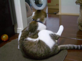 IMGP11748.jpg