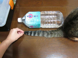 IMG03010.jpg