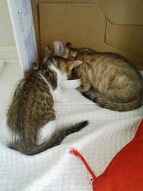 PA0_0268.jpg