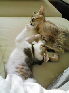 PA0_0273.jpg