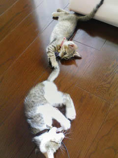 PA0_0274.jpg