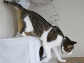 IMG03068.jpg