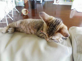 PA0_0257.jpg