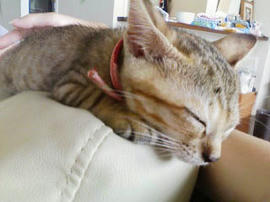 PA0_0259.jpg