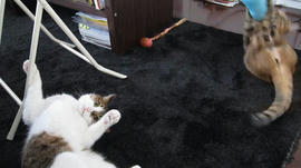 IMG03100_3.jpg