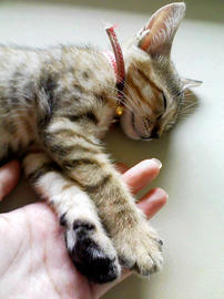 PAP_0340.jpg