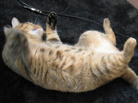 IMG03118.jpg
