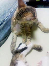 PAP_0388.jpg