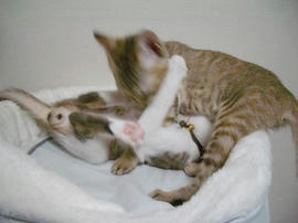 IMGP6439.jpg