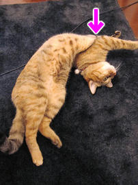 IMG03213.jpg
