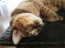 IMG03221.jpg