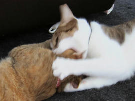 IMG03222.jpg