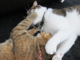 IMG03223.jpg