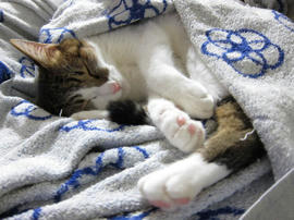 IMG003268.jpg
