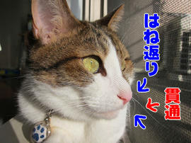 IMG03309.jpg