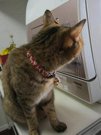 IMG03379.jpg