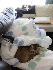 IMG03385.jpg
