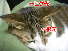 IMGP12206.jpg