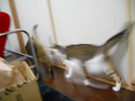 IMGP12214.jpg