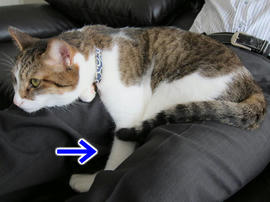 IMG03467.jpg