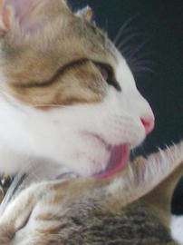 IMGP7046.jpg