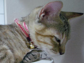 IMGP7222.jpg