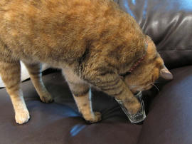 IMG03494.jpg