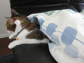 IMG03535.jpg
