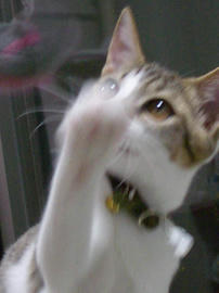 IMGP7447.jpg