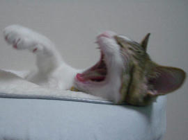 IMGP7457.jpg