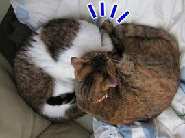 IMG03632.jpg