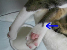 IMGP7533.jpg