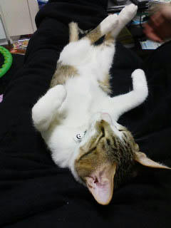 PA0_0153.jpg