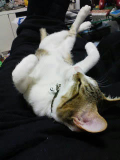 PA0_0154.jpg