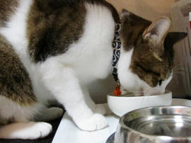 IMG03710.jpg