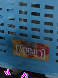 IMGP8145.jpg