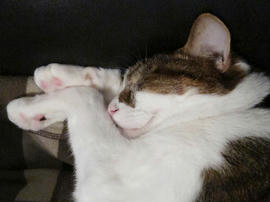 IMG03729.jpg