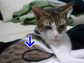 IMGP8225.jpg
