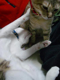 IMGP8245.jpg