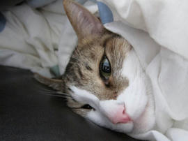 IMG03781.jpg