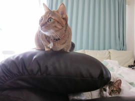 IMG03782.jpg