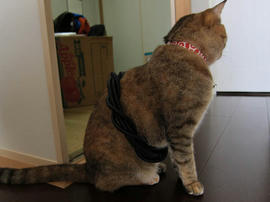 IMG03793.jpg