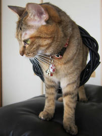IMG03794.jpg